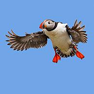 Papegaaiduiker (Fratercula arctica) landend met gespreide vleugels